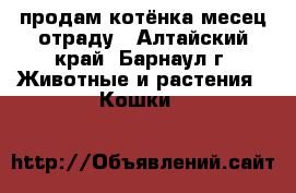 продам котёнка месец отраду - Алтайский край, Барнаул г. Животные и растения » Кошки   